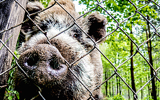 W tym tygodniu ministrowie zdecydują czy budowa płotu przeciw ASF wzdłuż wschodniej granicy ma sens W tym tygodniu ministrowie zdecydują czy budowa płotu przeciw ASF wzdłuż wschodniej granicy ma sens